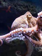 Image result for Octopus Spraying Ink