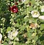 Image result for Alcea rosea new york scallop