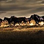 Image result for Wild Horse Images