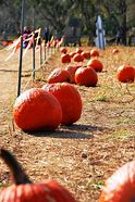 Image result for Pumpkin Picking Vale of Glamorgan