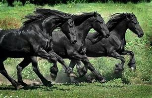 Image result for Horses Running Together