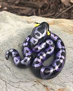 Image result for Purple Ball Python Snake