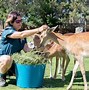 Image result for San Diego Zoo Zookeeper