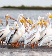 Image result for Migrating Pelicans