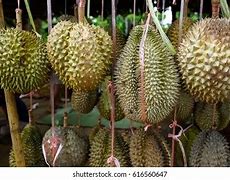 Image result for Sarawal Local Friut