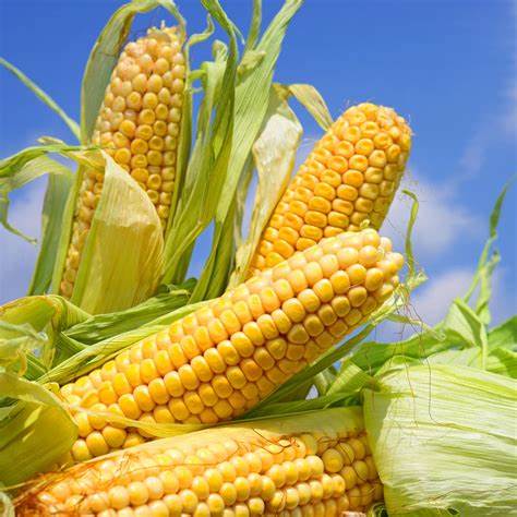 东单6531玉米品种适合河南种