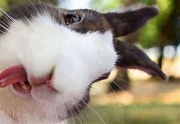 Image result for Funny Bunny