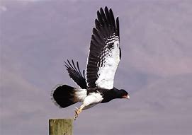 Image result for Black and Red Scavenger Bird