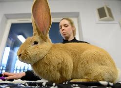 Image result for 6 Foot Tall Rabbit