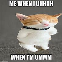 Image result for Roange and White Cat Meme