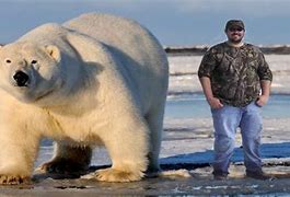 Image result for Largest Biggest Bear Ever