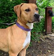 Image result for Boxer Mix
