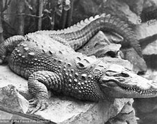 Image result for Zoo Crocodile