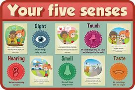 Image result for 5 Senses Examples