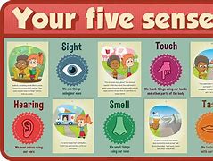 Image result for Your Five Senses