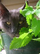 Image result for Catnip Plant Cats