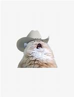 Image result for Gato Con Sombrero Meme