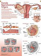 Image result for Anatomy and Physiology of Reproduction