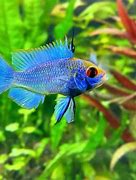 Image result for Electric Cory Ram