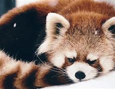 Image result for A Cute Red Panda