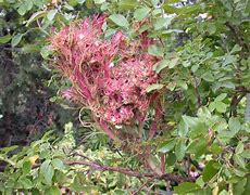 Image result for Witches Broom Plant Disease