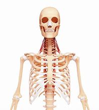 Image result for Human Skeleton Sitting