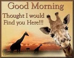 Image result for Good Morning Giraffe Meme
