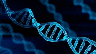 Image result for Genetic Variability