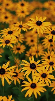 Image result for Summer Flowers Wallpapers iPhone