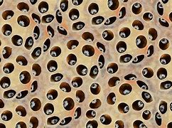 Image result for Trypophobia Face Images
