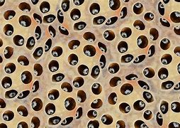 Image result for Pics of Trypophobia