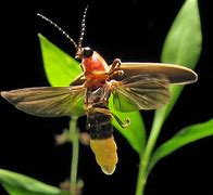 Image result for firefly Lampyridae