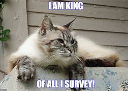 Image result for Cat Meme Survey