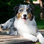 Image result for Cutest Dog in the Universe