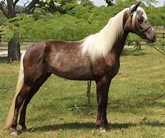 Image result for Kentucky Rocky Mountain Horse
