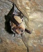 Image result for Brown Bat Habitat