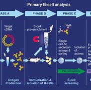 Image result for Antibody Drug Discovery Process