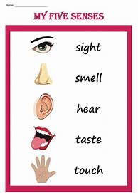 Image result for My 5 Senses Worksheet