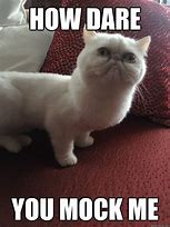 Image result for Sphynx Cat Humping Persian Cat Memes