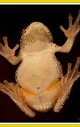 Image result for Frog Front Legs