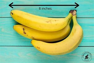 Image result for What Is 8 Inches Long