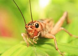 Image result for Cricket British Columbia Insect