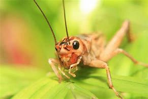 Image result for Cricket Bug