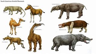 Image result for 5000 Year Old Animal