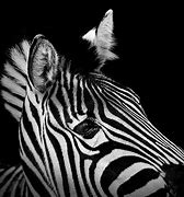 Image result for Black and White Animal Graphic Designs