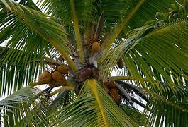 Image result for Coconut Palm