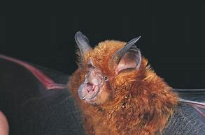 Image result for Great Eastern Horseshoe Bat