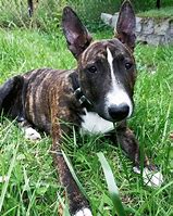 Image result for Pit Bull Terriers Mixed