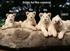 Image result for Camera Memes Animal Funny