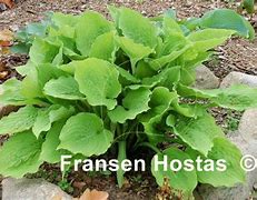 Image result for Hosta Ruffed Up